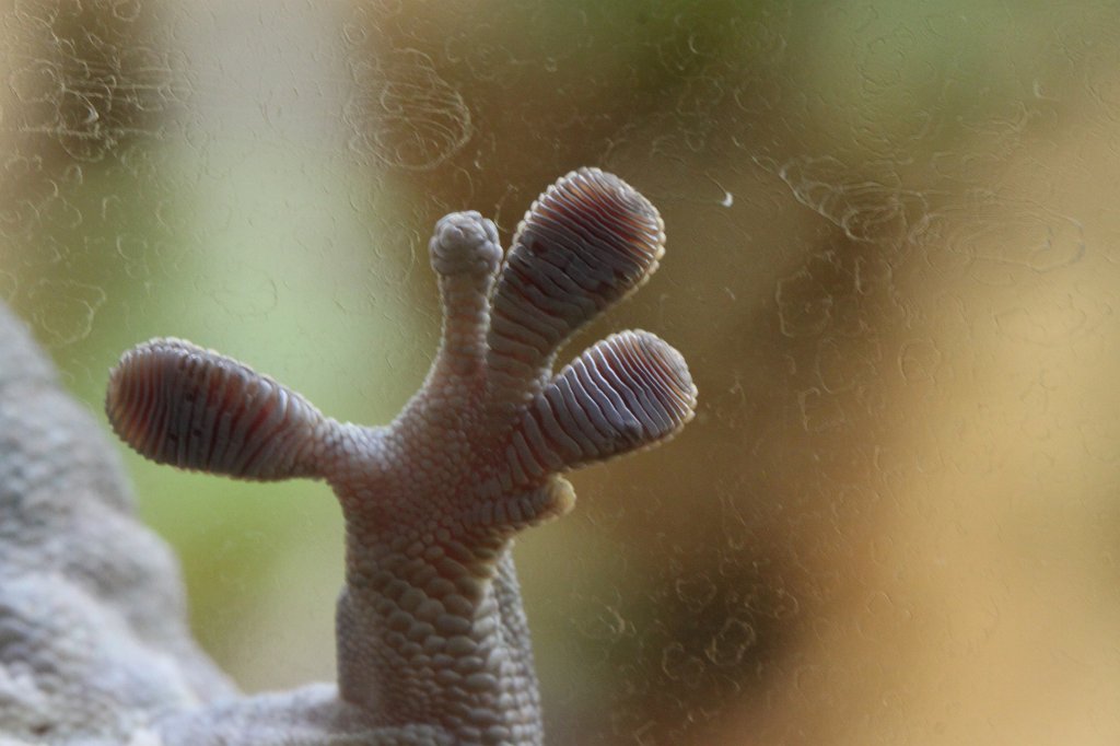 IMG_7694.JPG -  Gecko  living vertical.  Zoological Garden Rome  ( Bioparco ).