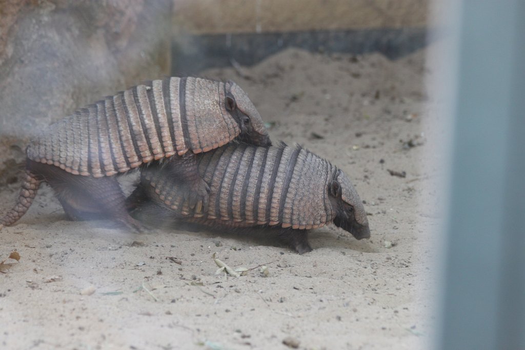 IMG_7749.JPG -  Armadillo .  Zoological Garden Rome  ( Bioparco ).