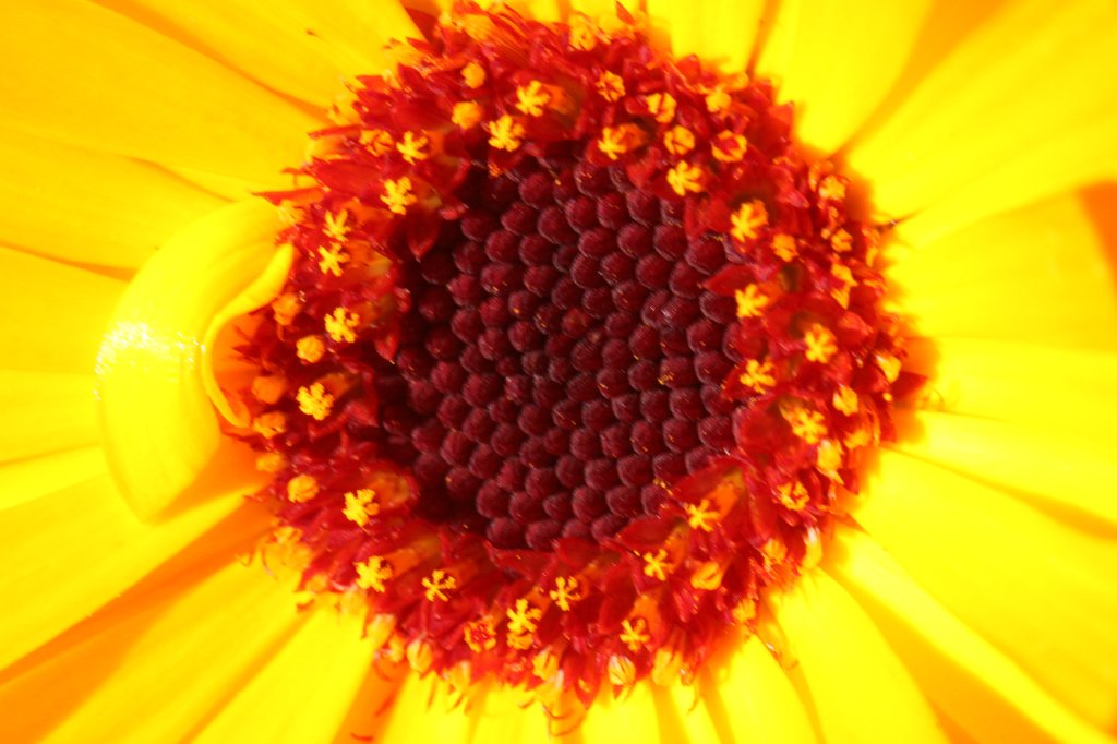 IMG_7773.JPG -  Golden Aster  ( Gold-Aster )