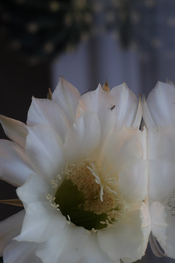 IMG_7960.JPG - Cactus flower