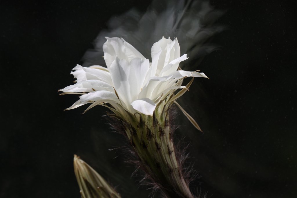 IMG_7967.JPG - Cactus flower