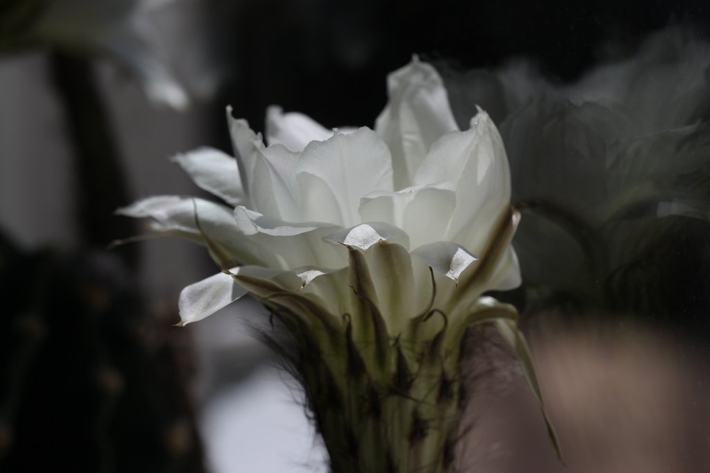 IMG_7970.JPG - Cactus flower