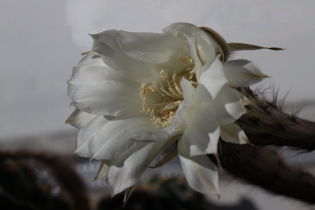 IMG_7971.JPG - Cactus flower