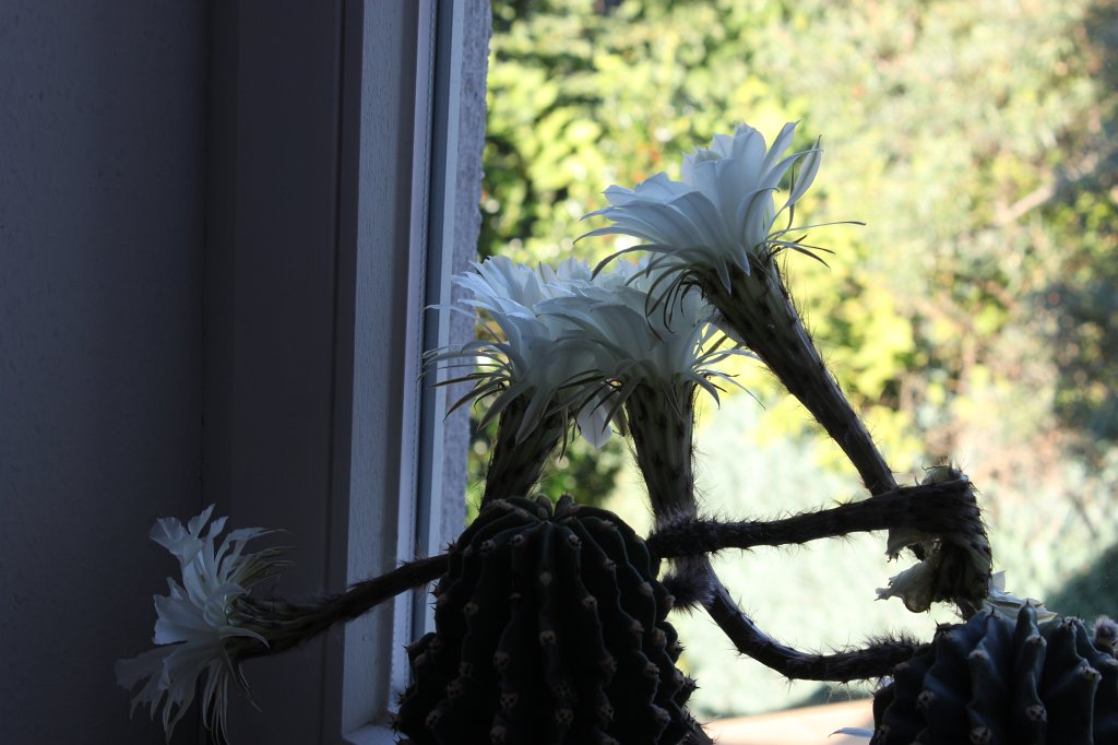 IMG_7981.JPG - Cactus flower