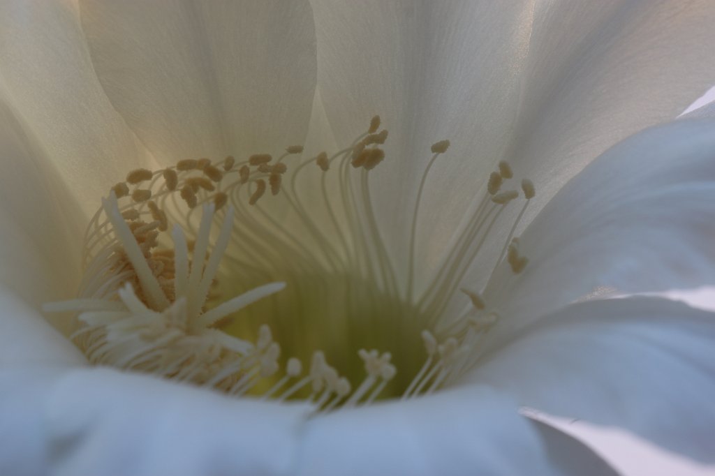 IMG_7988.JPG - Cactus flower