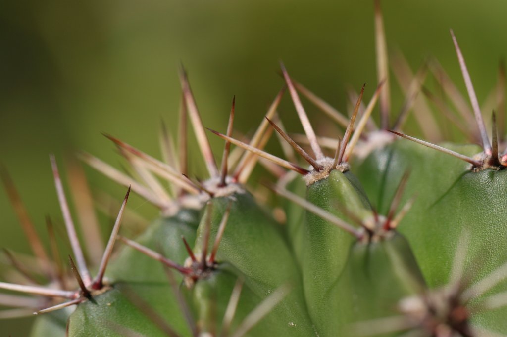 IMG_8056.JPG - Kaktus