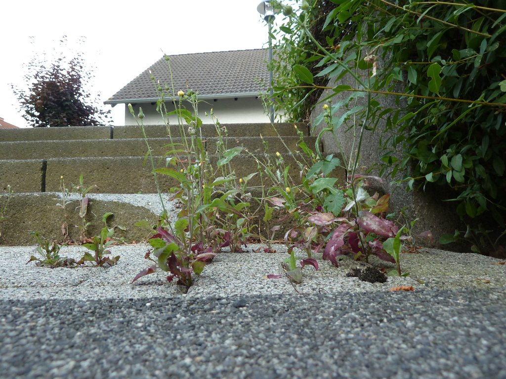 P1100657.JPG - Nature taking back the stairs