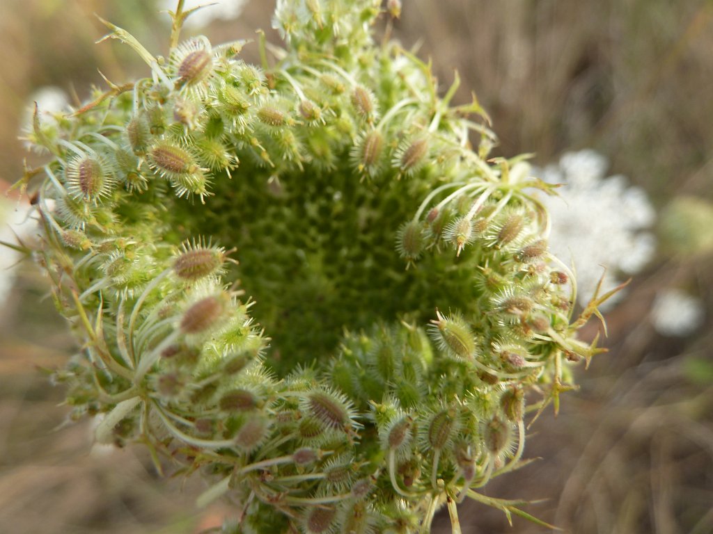 P1100670.JPG -  Wilde Möhre 