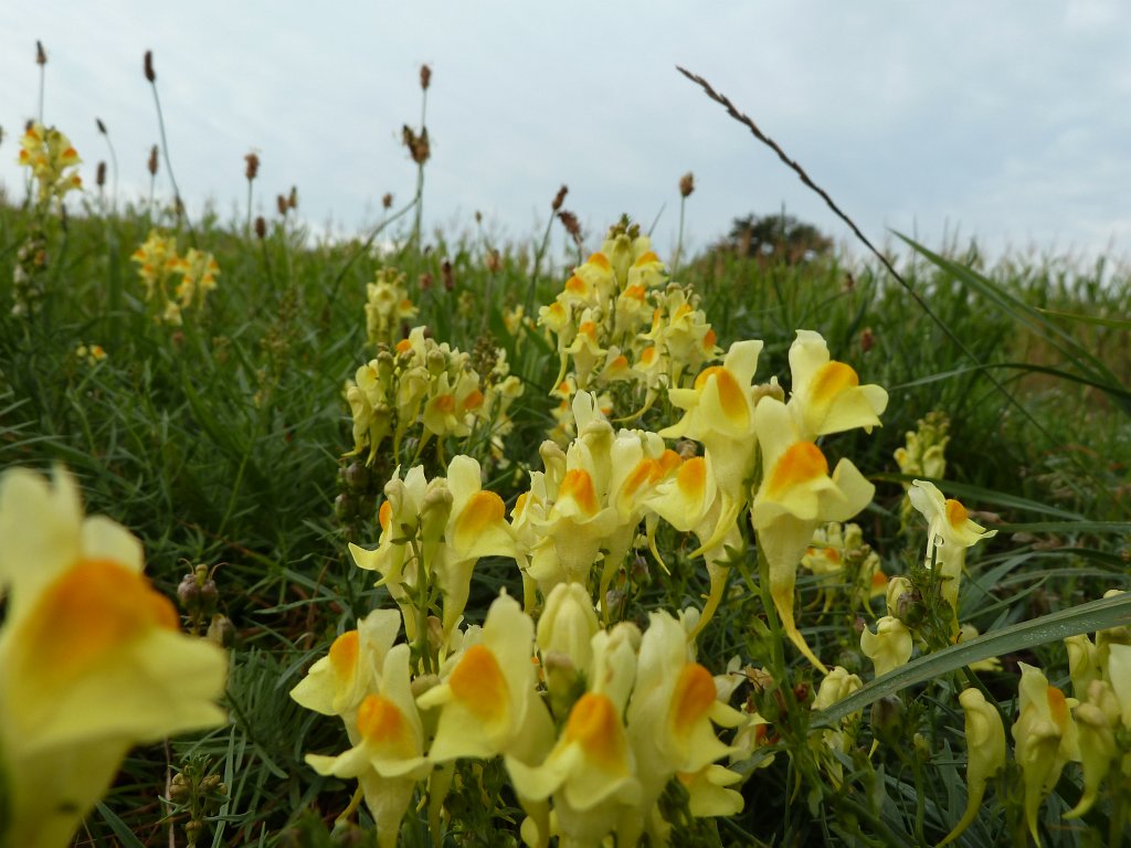 P1100678.JPG -  Toadflax  ( Leinkraut )
