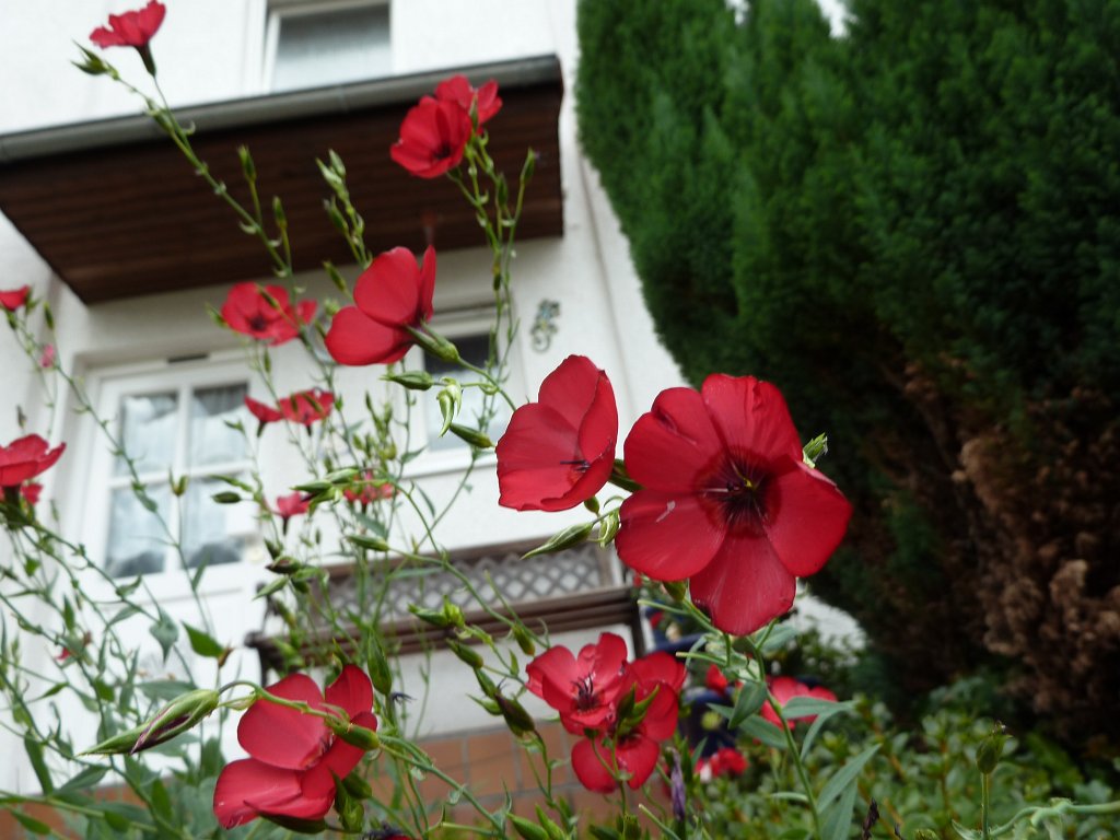 P1100690.JPG -  Red Flax  ( Roter Lein )