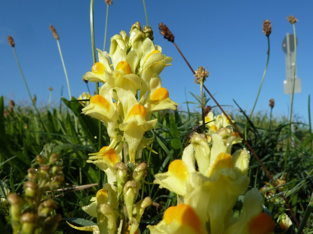 P1100697.JPG -  Toadflax  ( Leinkraut )