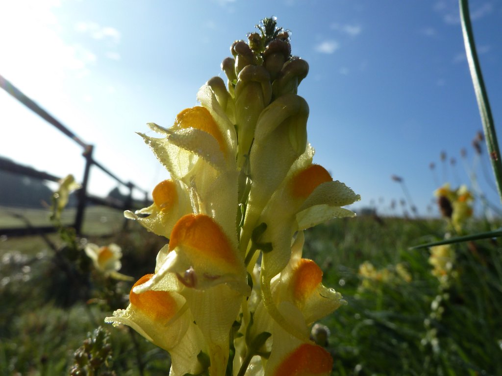 P1100698.JPG -  Toadflax  ( Leinkraut )
