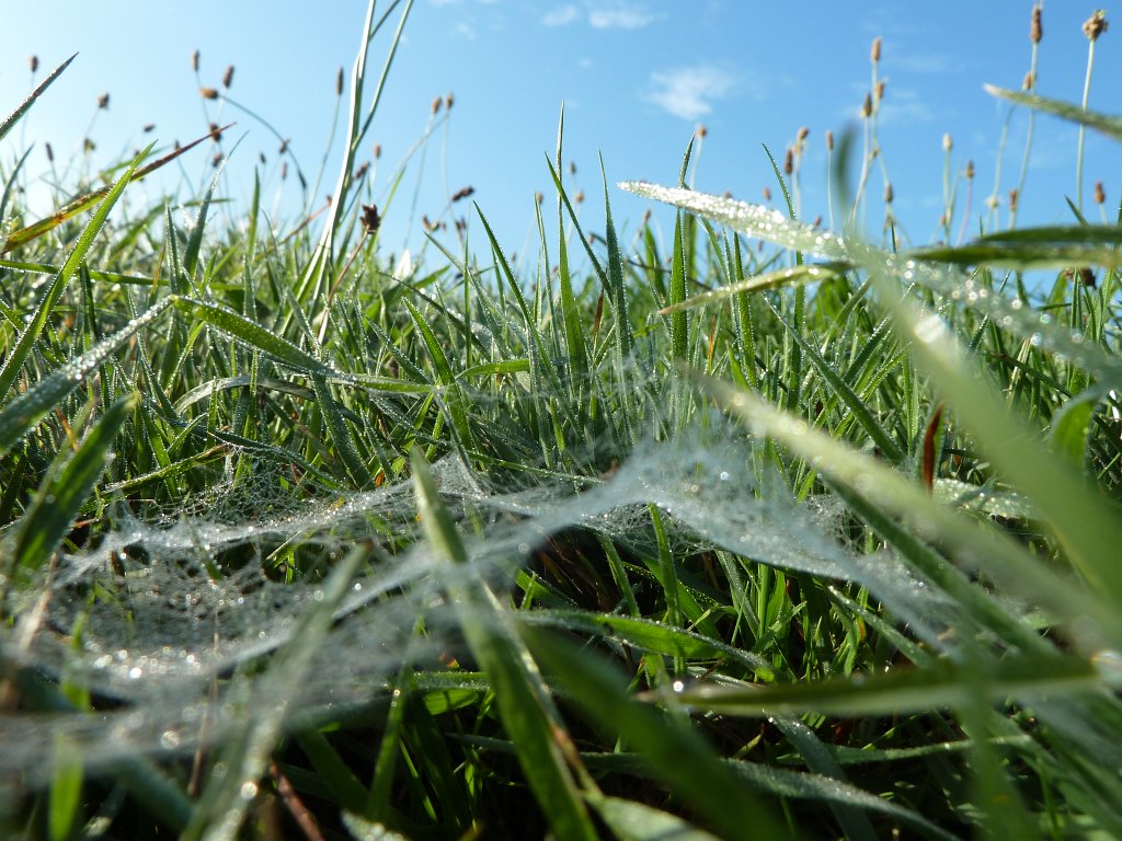 P1100700.JPG - Spiderweb in the morning
