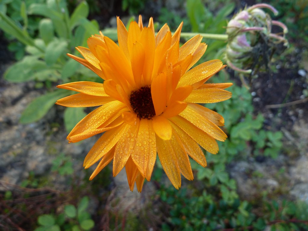 P1100701.JPG -  Golden Aster  ( Gold-Aster )