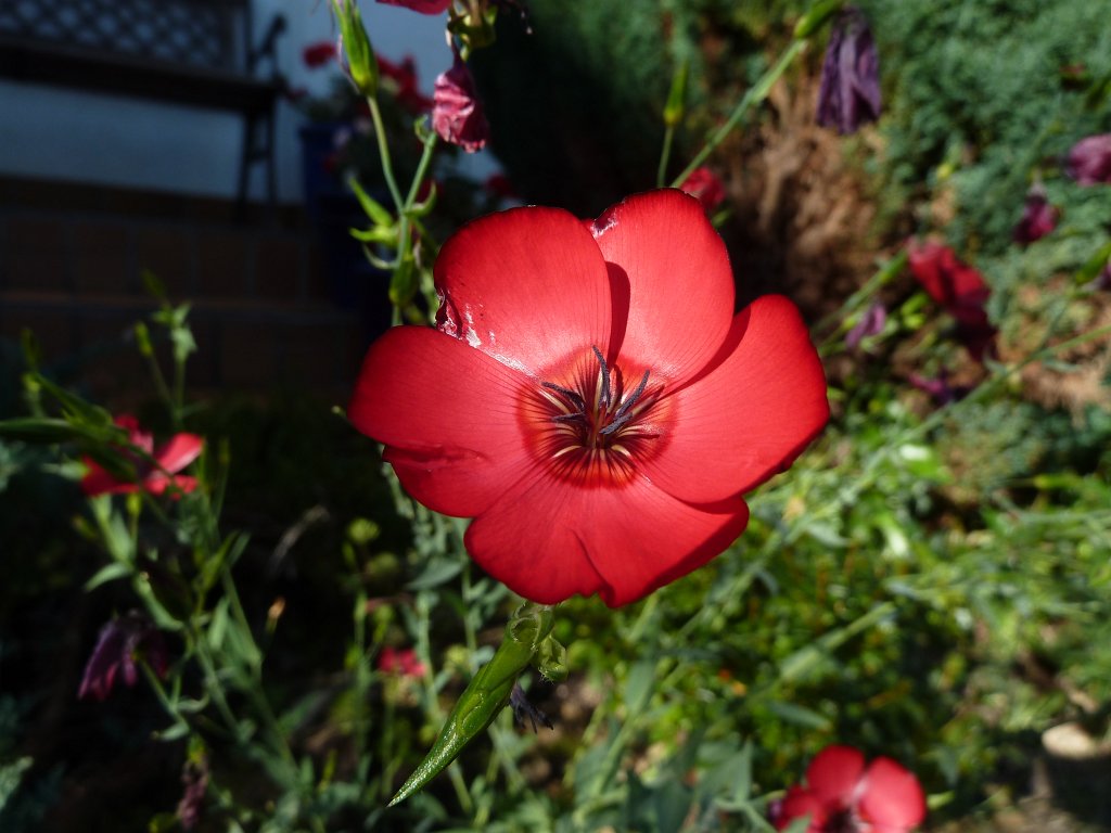 P1100737.JPG -  Red Flax  ( Roter Lein )