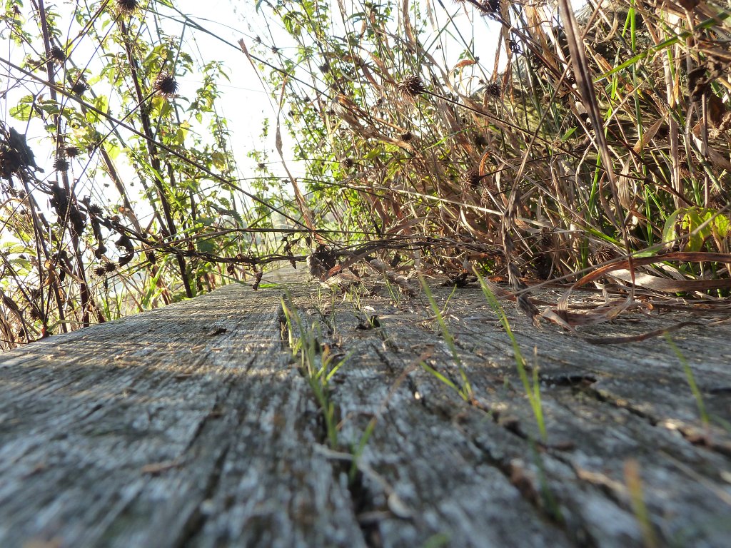 P1100784.JPG - Bench