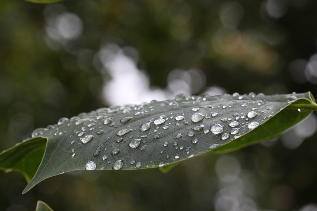IMG_8096.JPG - Drops on Leaf