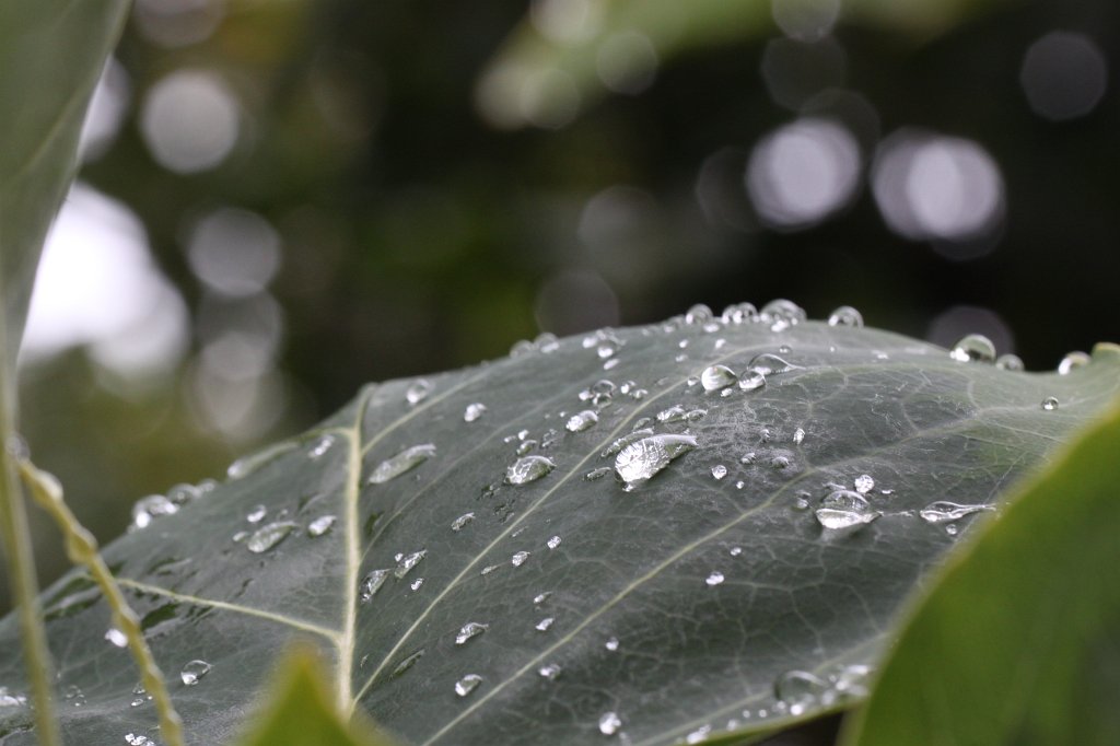 IMG_8097.JPG - Drops on Leaf