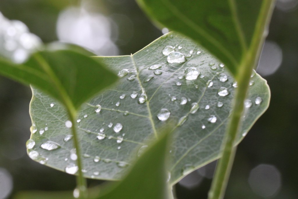 IMG_8098.JPG - Drops on Leaf