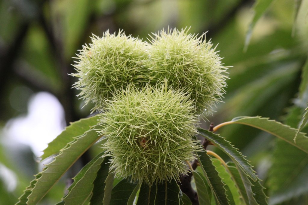 IMG_8139.JPG -  Chestnut  ( Kastanie )