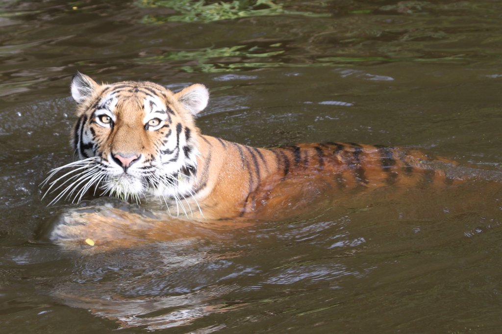 IMG_8155.JPG -  Siberian tiger 