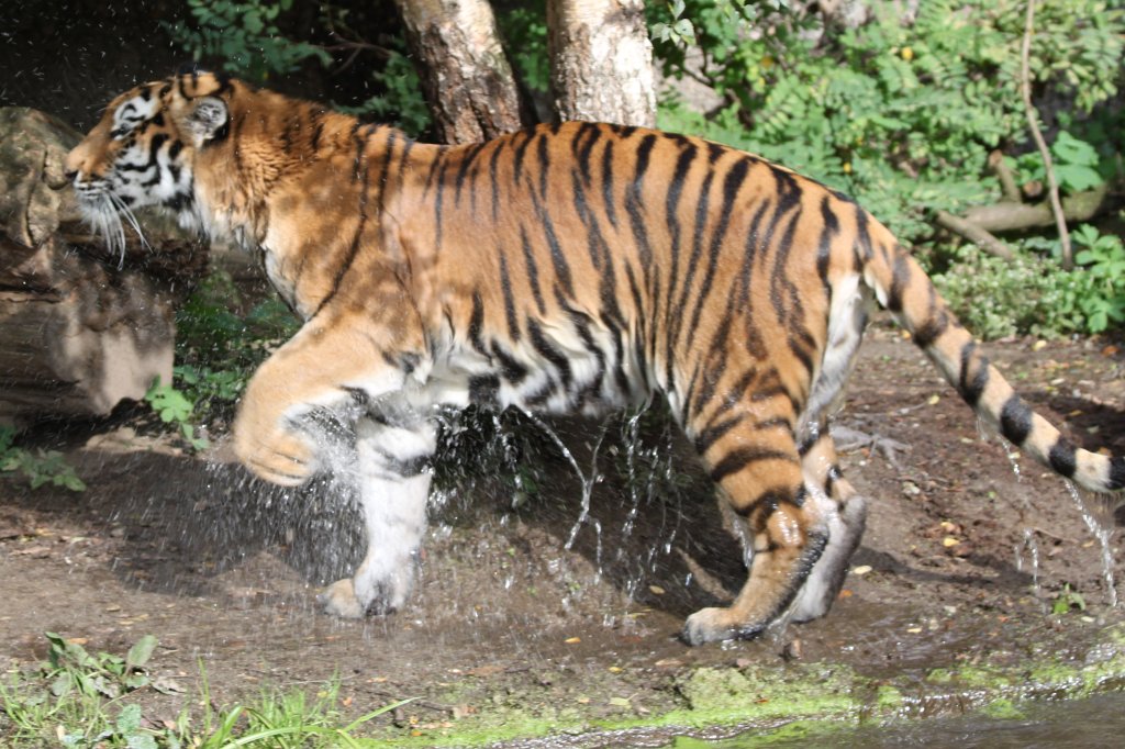 IMG_8159.JPG -  Siberian tiger 