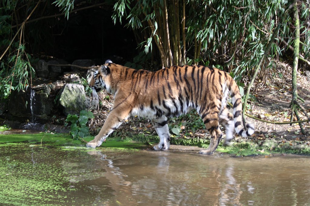 IMG_8164.JPG -  Siberian tiger 