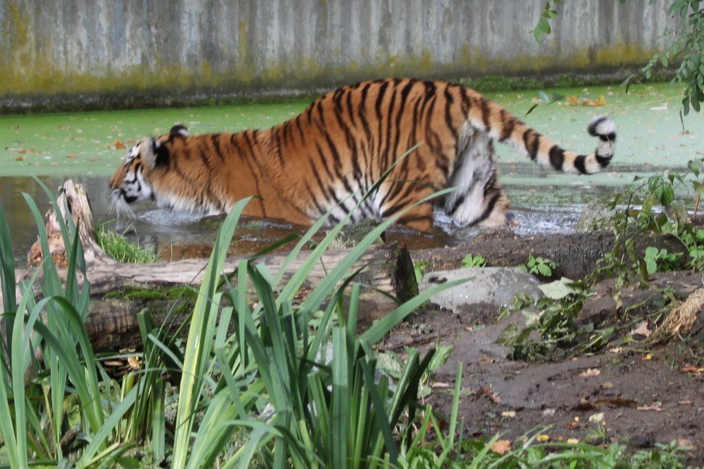 IMG_8181.JPG -  Siberian tiger 