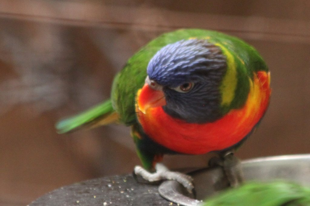 IMG_8203.JPG -  Rainbow Lorikeet 