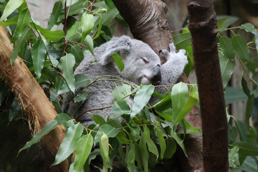 IMG_8237.JPG -  Koala 