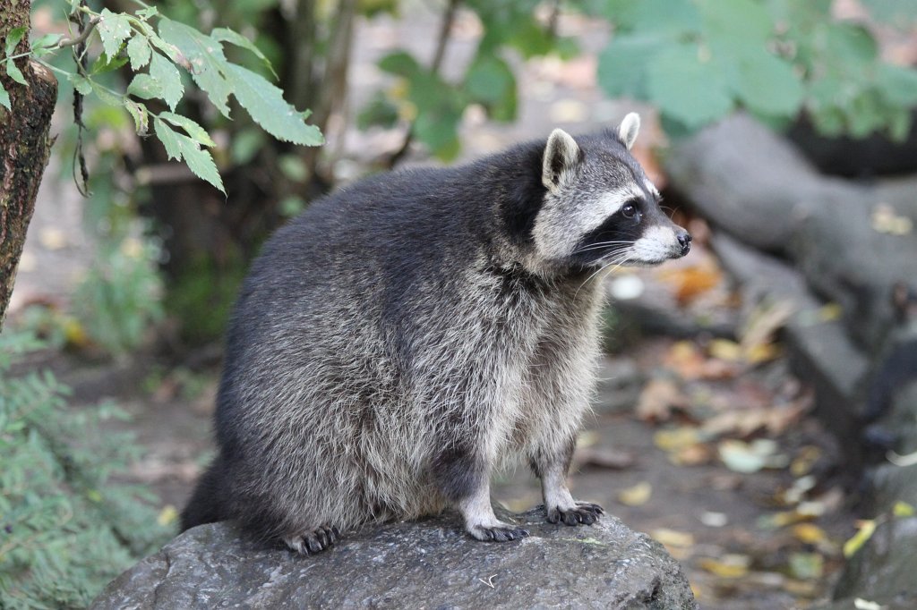 IMG_8265.JPG -  Raccoon  ( Waschbär )