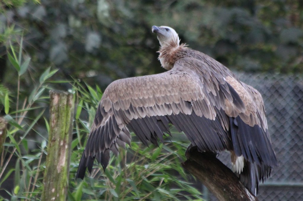 IMG_8268.JPG -  Griffon Vulture  ( GÃ¤nsegeier )