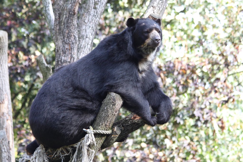 IMG_8269.JPG -  Spectacled bear  ( BrillenbÃ¤r )