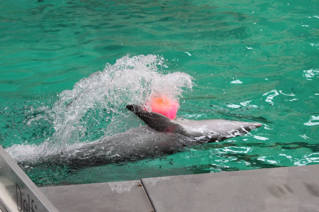 IMG_8287.JPG -  Dolphin  ( Delfin )