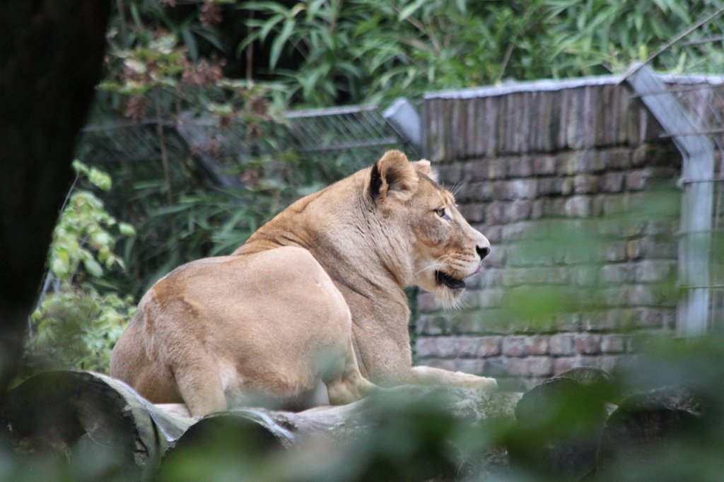 IMG_8310.JPG -  Lion  ( Löwe )