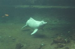 Amazon river dolphin