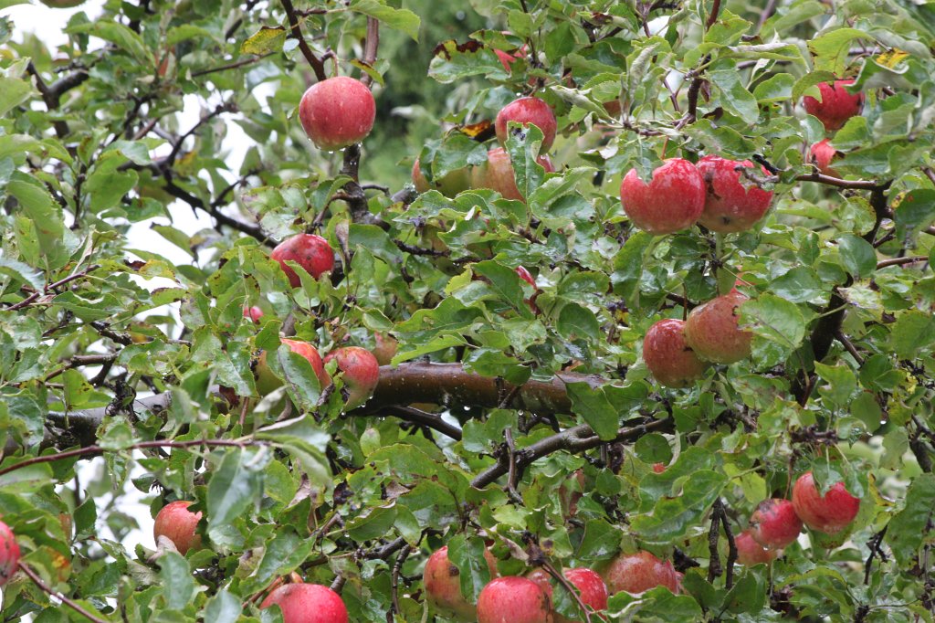 IMG_8082.JPG - Apples