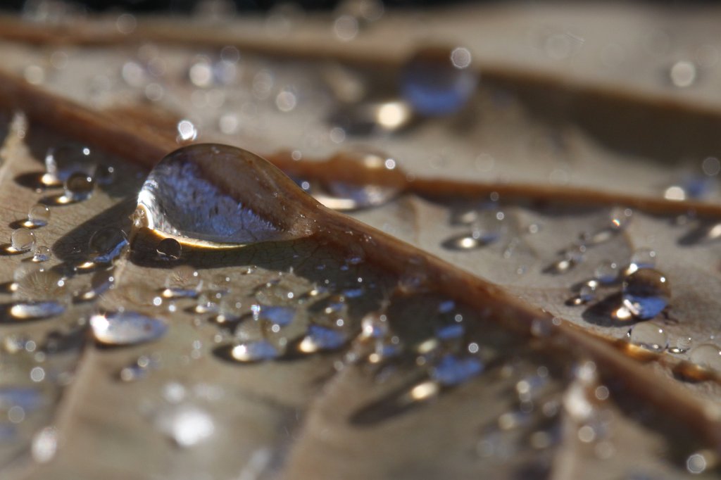 IMG_8357.JPG - Rain drops on leaf