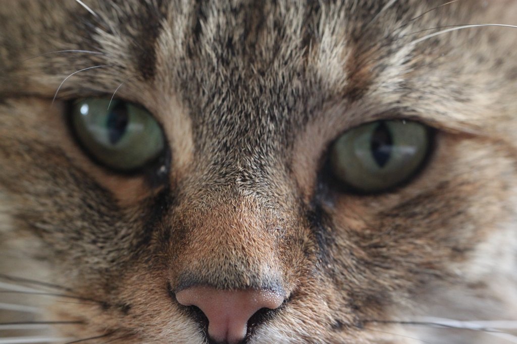 IMG_8360.JPG - Eyes of the cat