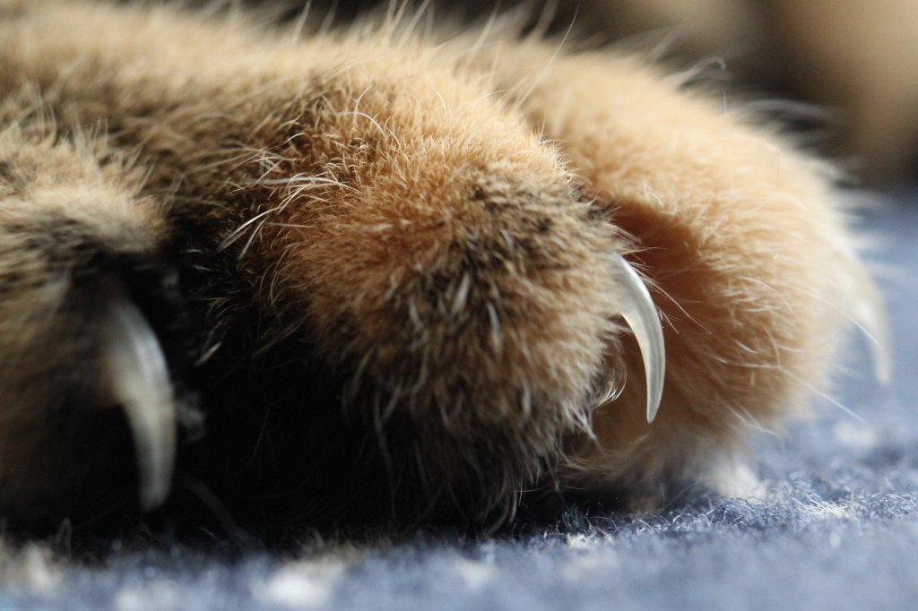 IMG_8366.JPG - Claws