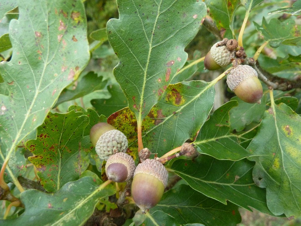 P1100809.JPG - Acorns