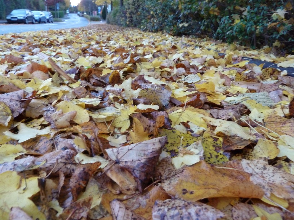 P1100917.JPG - Fallen leaves