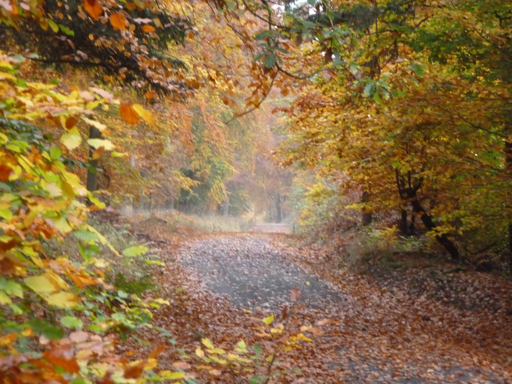 P1100987.JPG - Leaves get colors and are falling