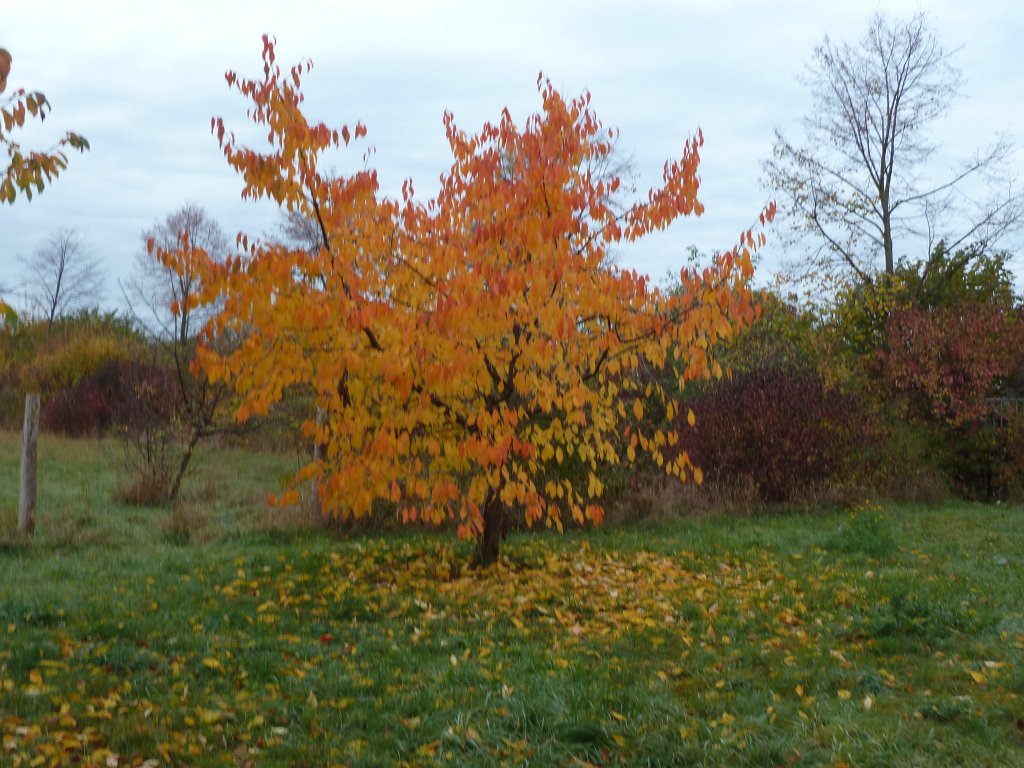 P1100988.JPG - Tree peparing for winter