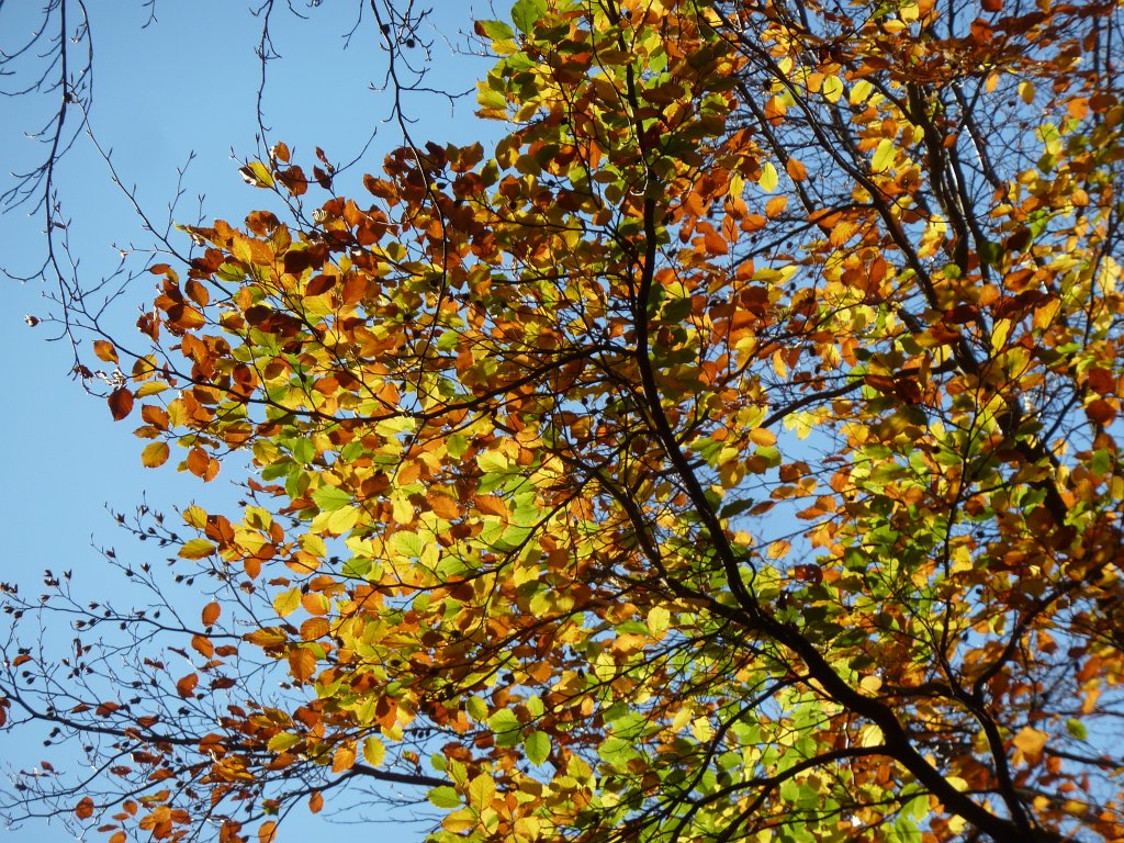 P1100996.JPG - Colourful leaves and blue sky