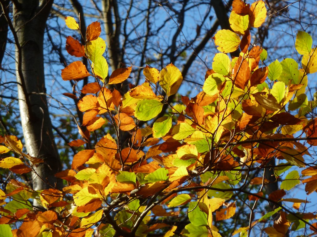 P1100997.JPG - Colourful leaves and blue sky