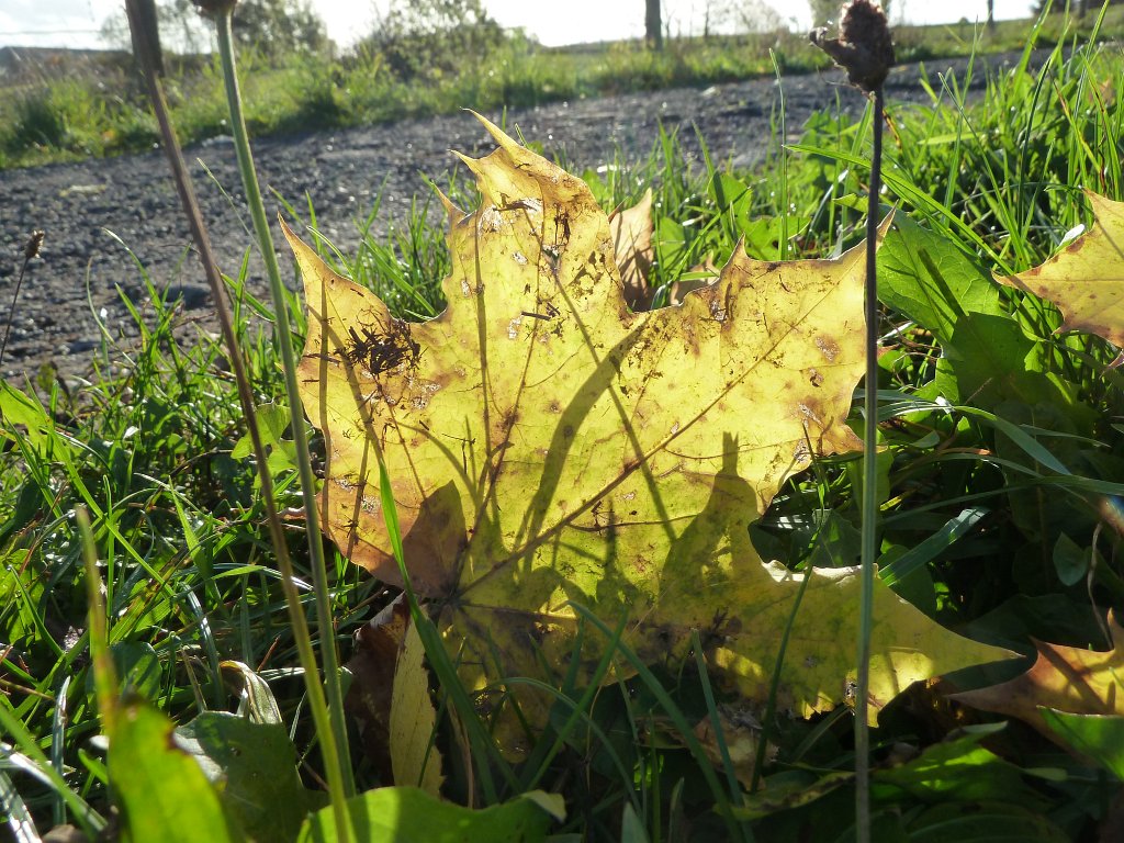 P1110004.JPG - Lighted leaf