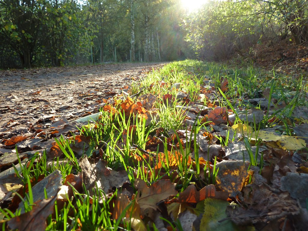 P1110018.JPG - Grass in sunlight
