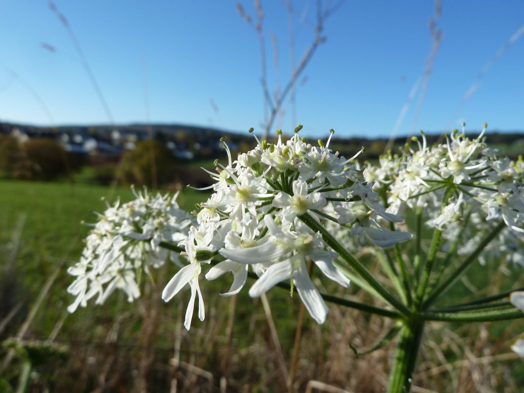 P1110021.JPG -  Hogweed  ( BÃ¤renklau )