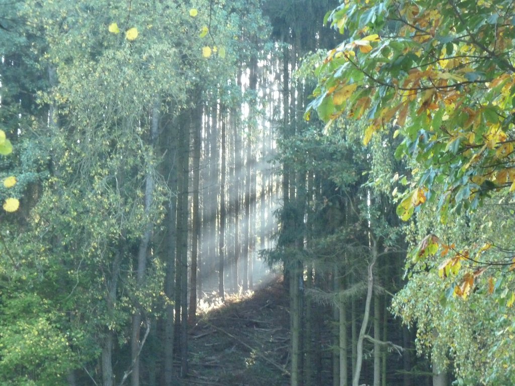 P1110044.JPG - Light beams in the woods